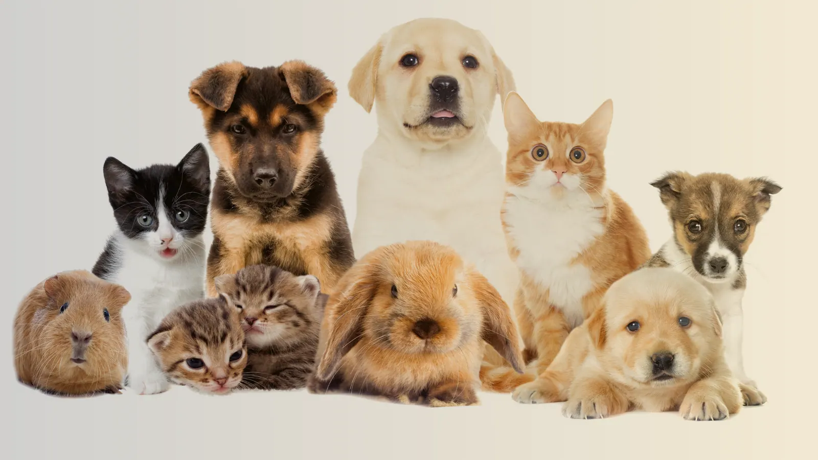 Viajar a Portugal con Mascotas — Portugal pet friendly