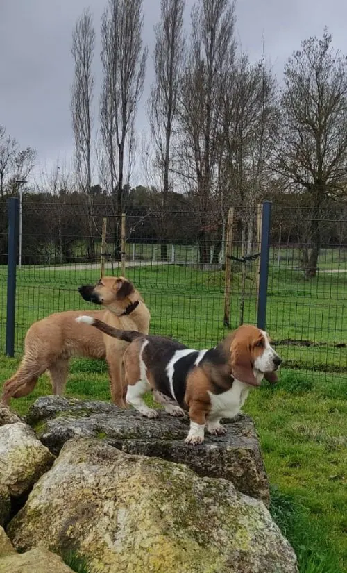 Parque para perros en Guarda, Portugal — equipos de agilidad y zona sin correa