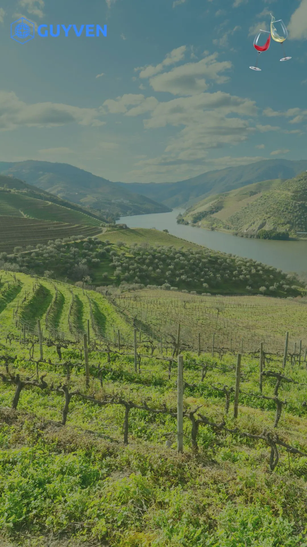 Vinhedos do Vale do Douro — encostas em terraços descendo até o rio