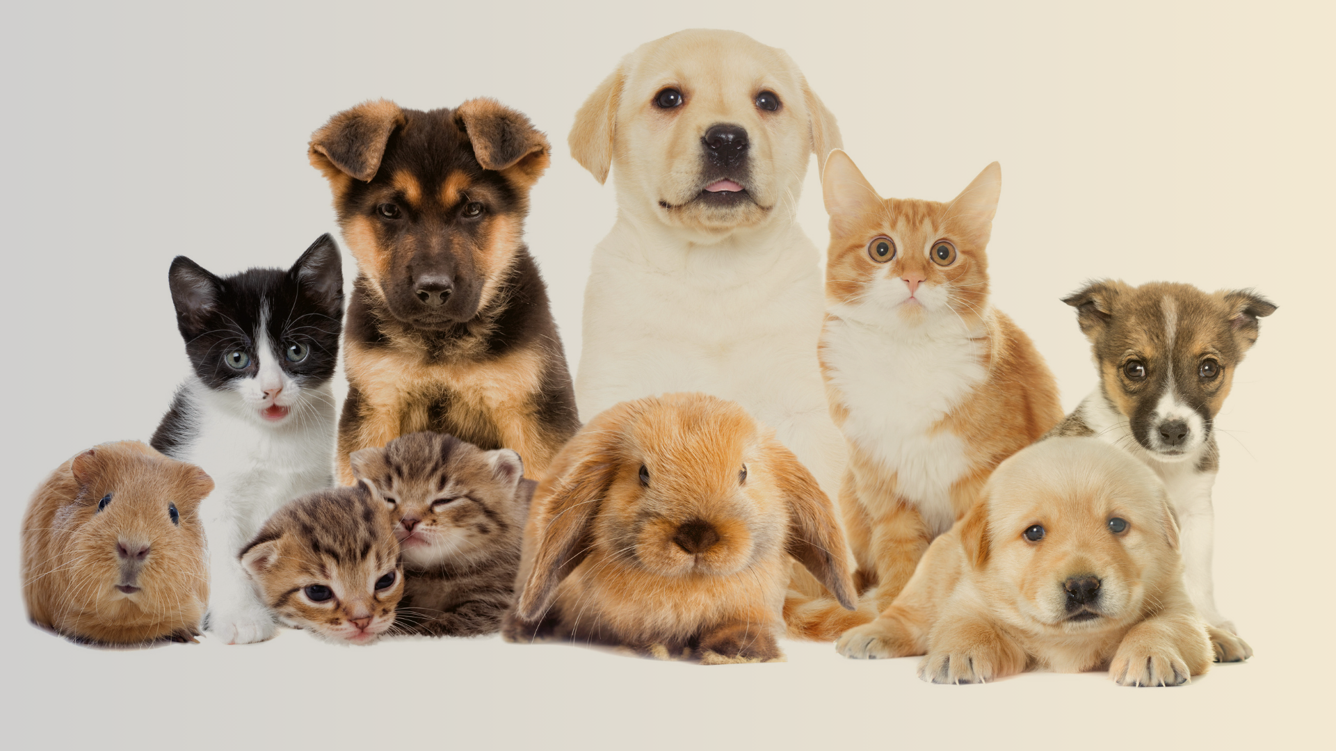 Traveling to Portugal with pets — dog-friendly Portugal