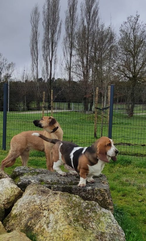 Dog park in Guarda, Portugal — agility equipment and off-leash area