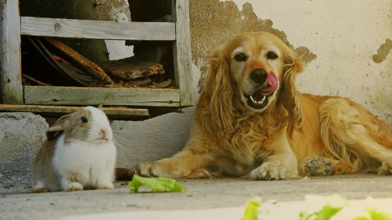 Pets in Portugal — dog enjoying outdoor lifestyle