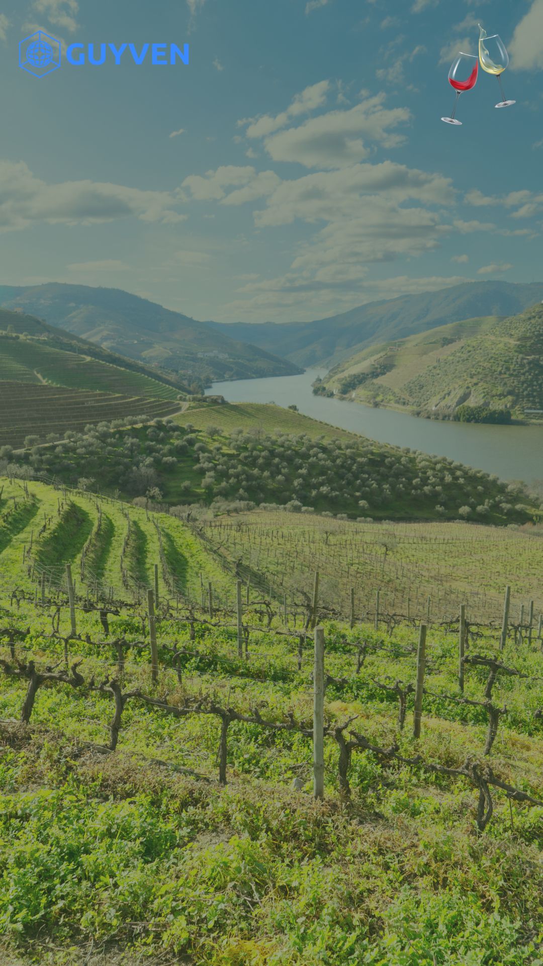 Douro Valley vineyards — terraced hillsides dropping to the river